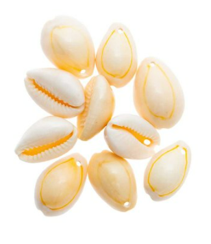 Muschel mit 2 Bohrungen